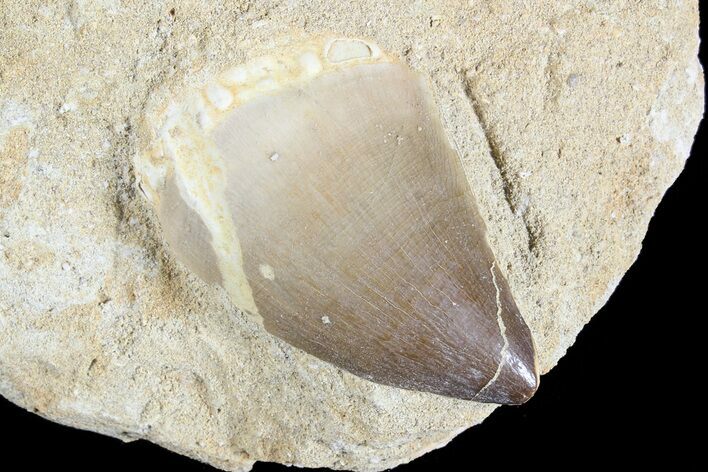 Mosasaur (Prognathodon) Tooth In Rock - Nice Tooth #74948